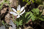 Bloodroot